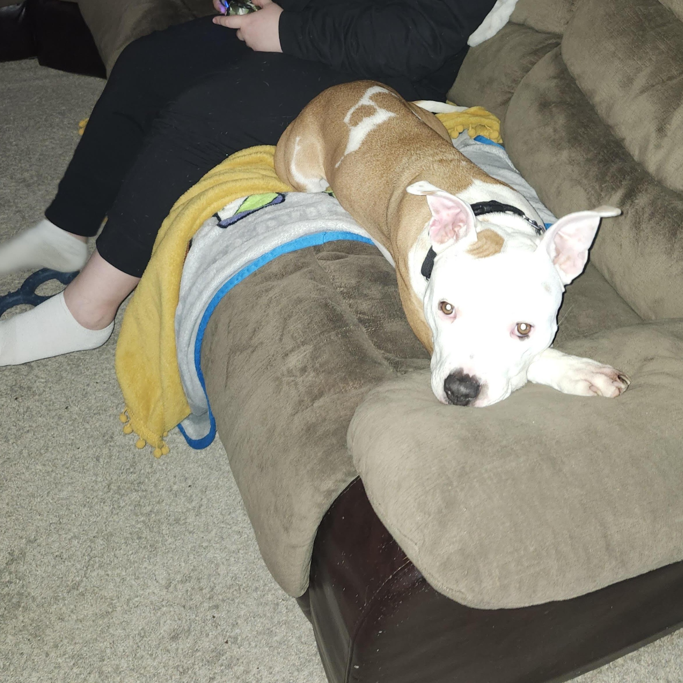 Willow, a Adoptable American Staffordshire Terrier in Cincinnati, OH image 3/3