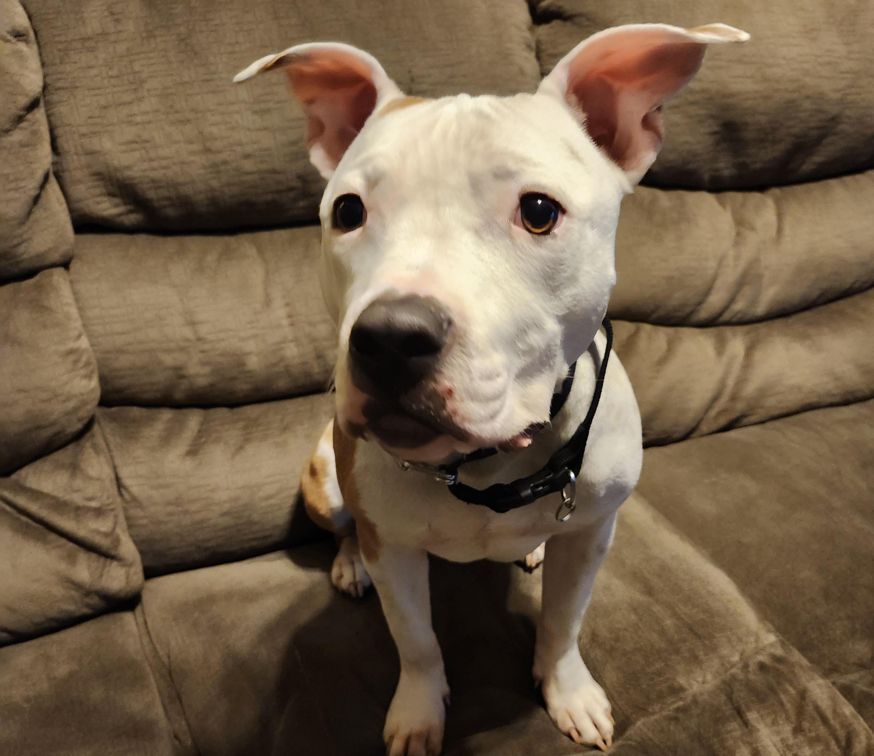 Willow, Adoptable, Young Female American Staffordshire Terrier.