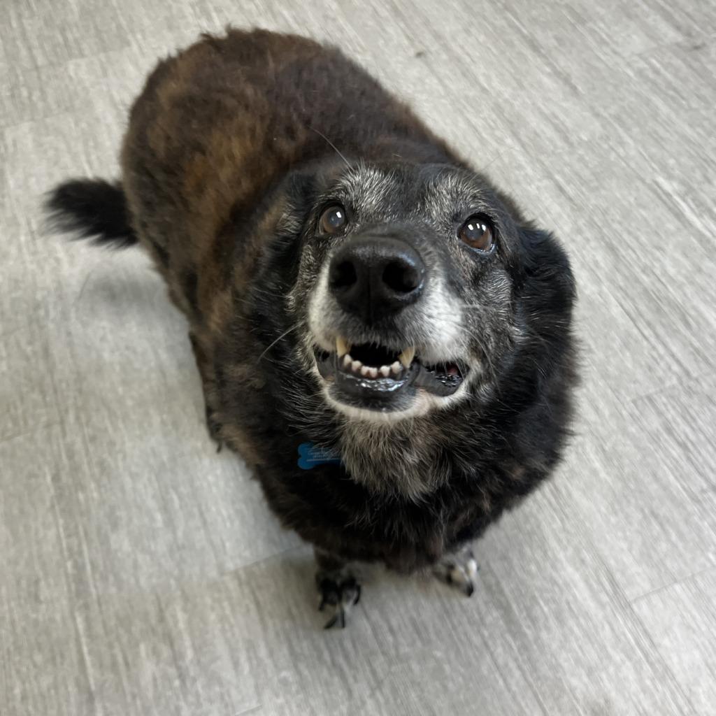 Enlarge Meadow, a Adoptable Mixed Breed in State College, PA image 1/4