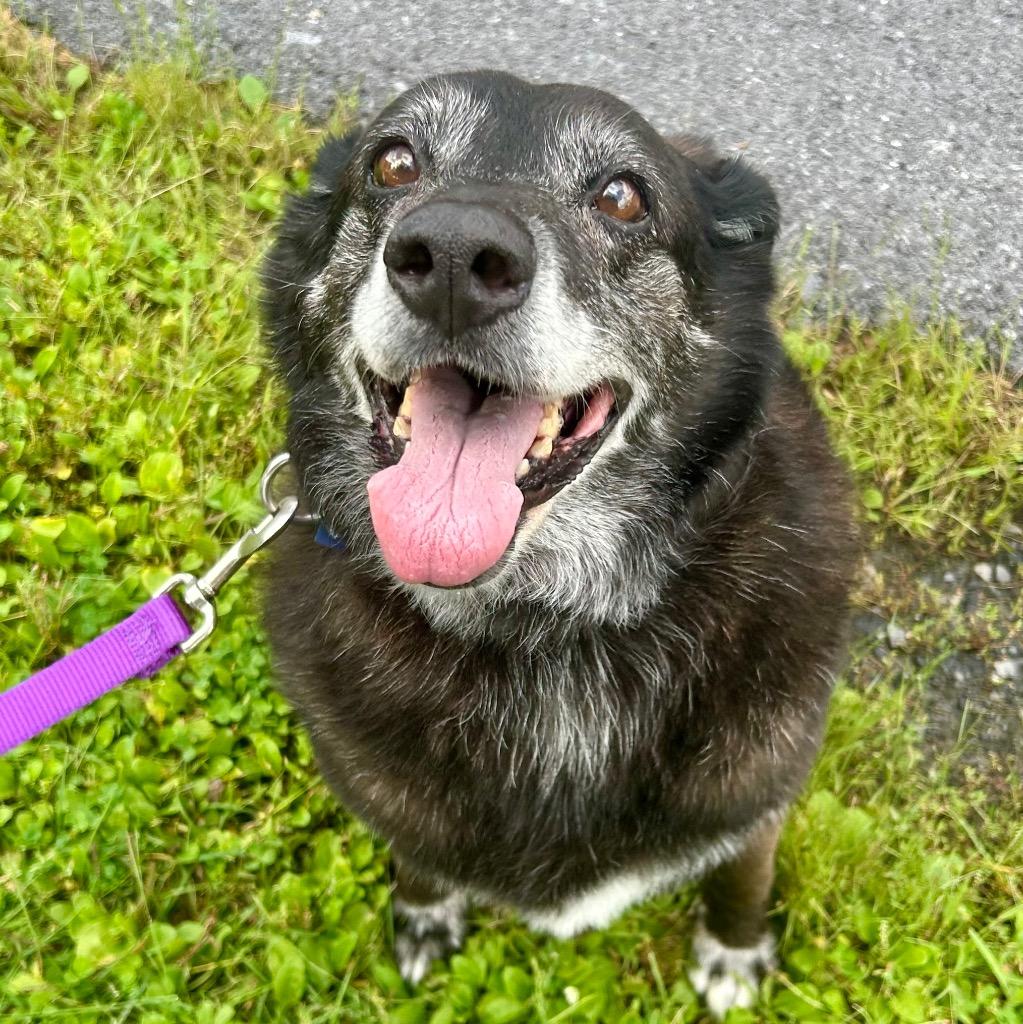Enlarge Meadow, a Adoptable Mixed Breed in State College, PA image 2/4