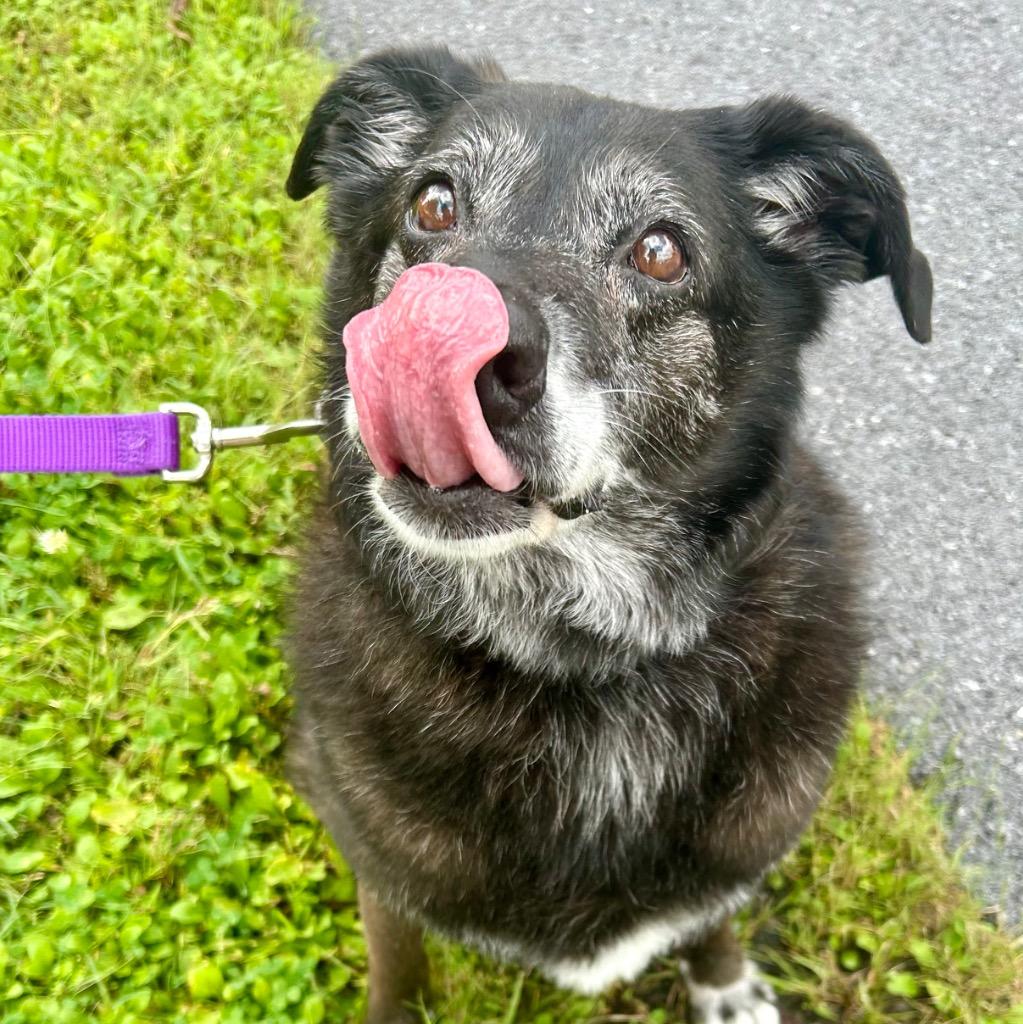 Enlarge Meadow, a Adoptable Mixed Breed in State College, PA image 3/4