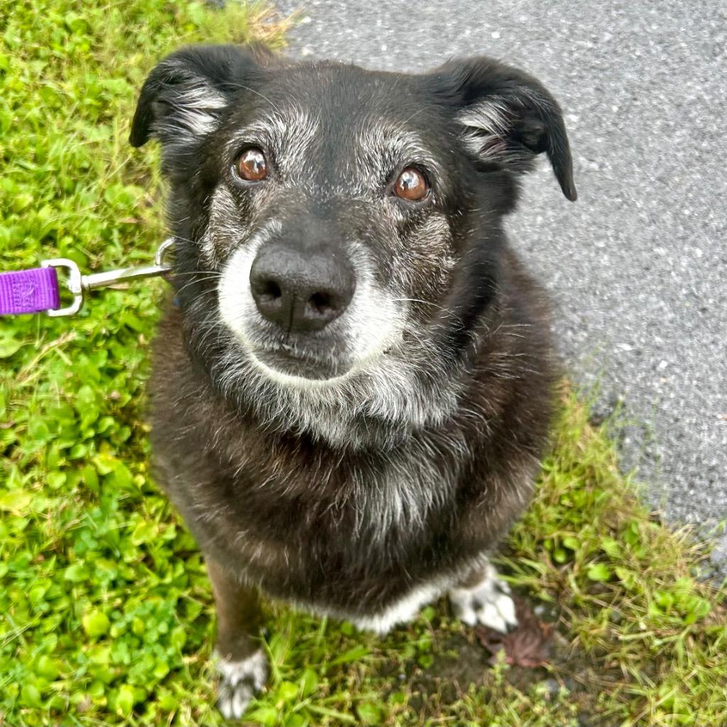 Enlarge Meadow, a Adoptable Mixed Breed in State College, PA image 4/4