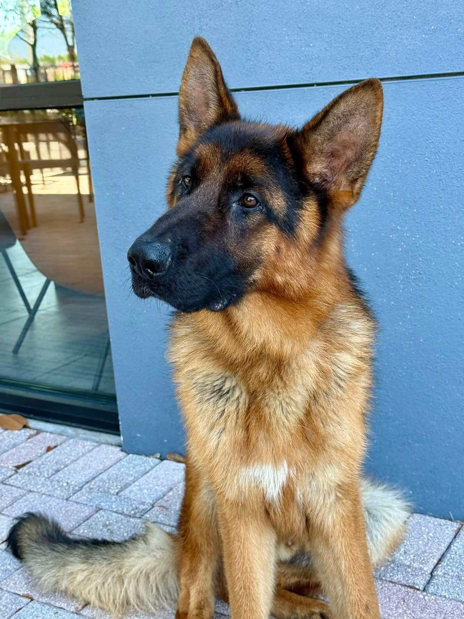 Murphy, a ADOPTABLE German Shepherd Dog in Clermont, FL image 1/4