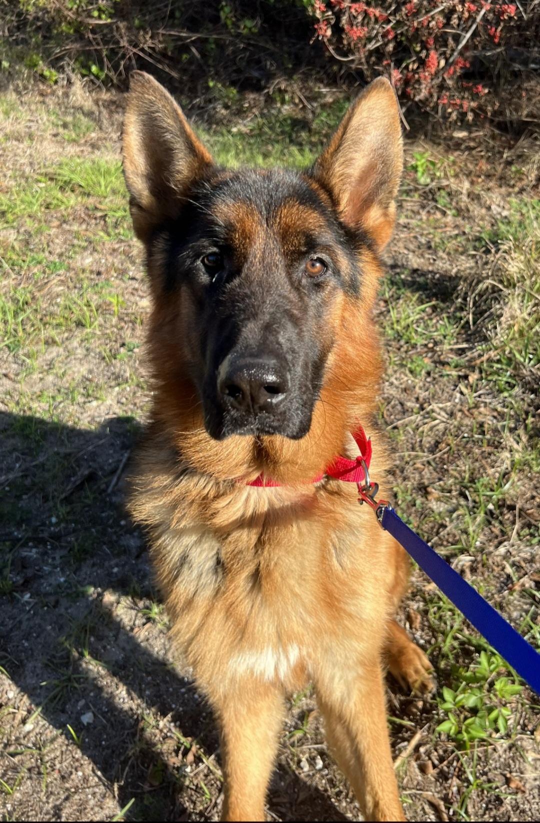 Murphy, adopted, Adult Male German Shepherd Dog.