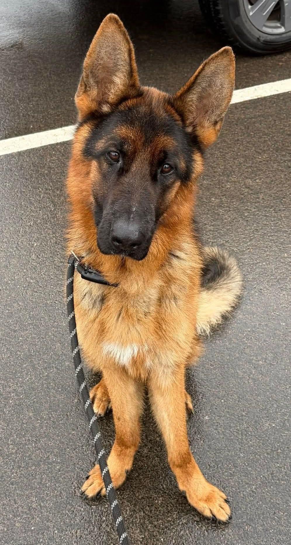 Murphy, a ADOPTABLE German Shepherd Dog in Clermont, FL image 4/4