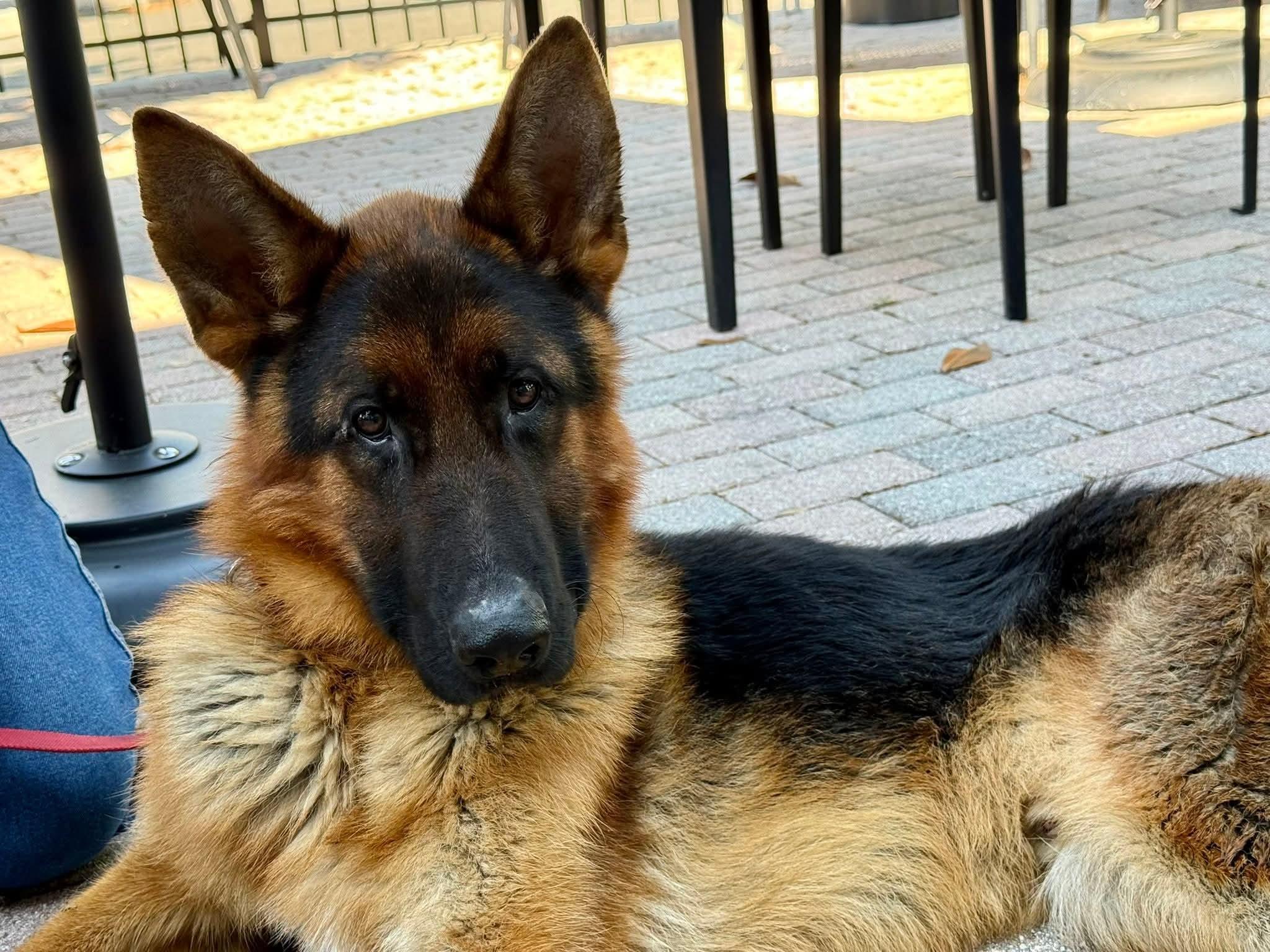 Murphy, a ADOPTABLE German Shepherd Dog in Clermont, FL image 2/4