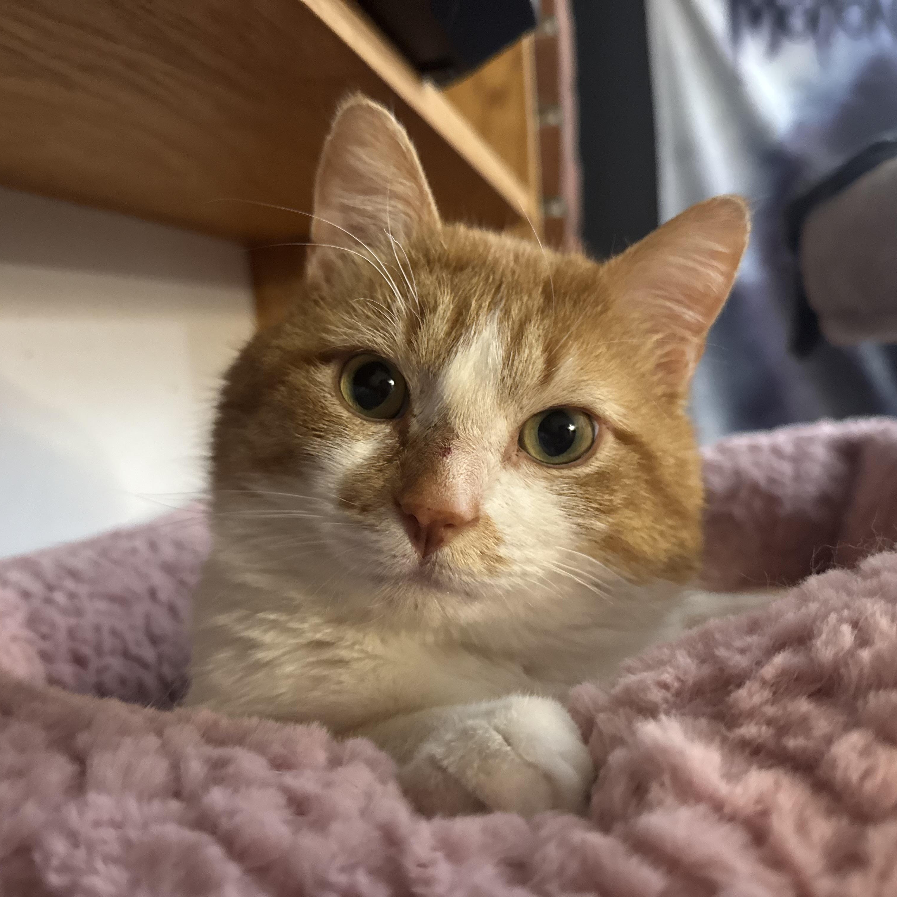 FLUFFERNUTTER - ADOPTION PENDING, ADOPTABLE, Adult Male Domestic Short Hair.