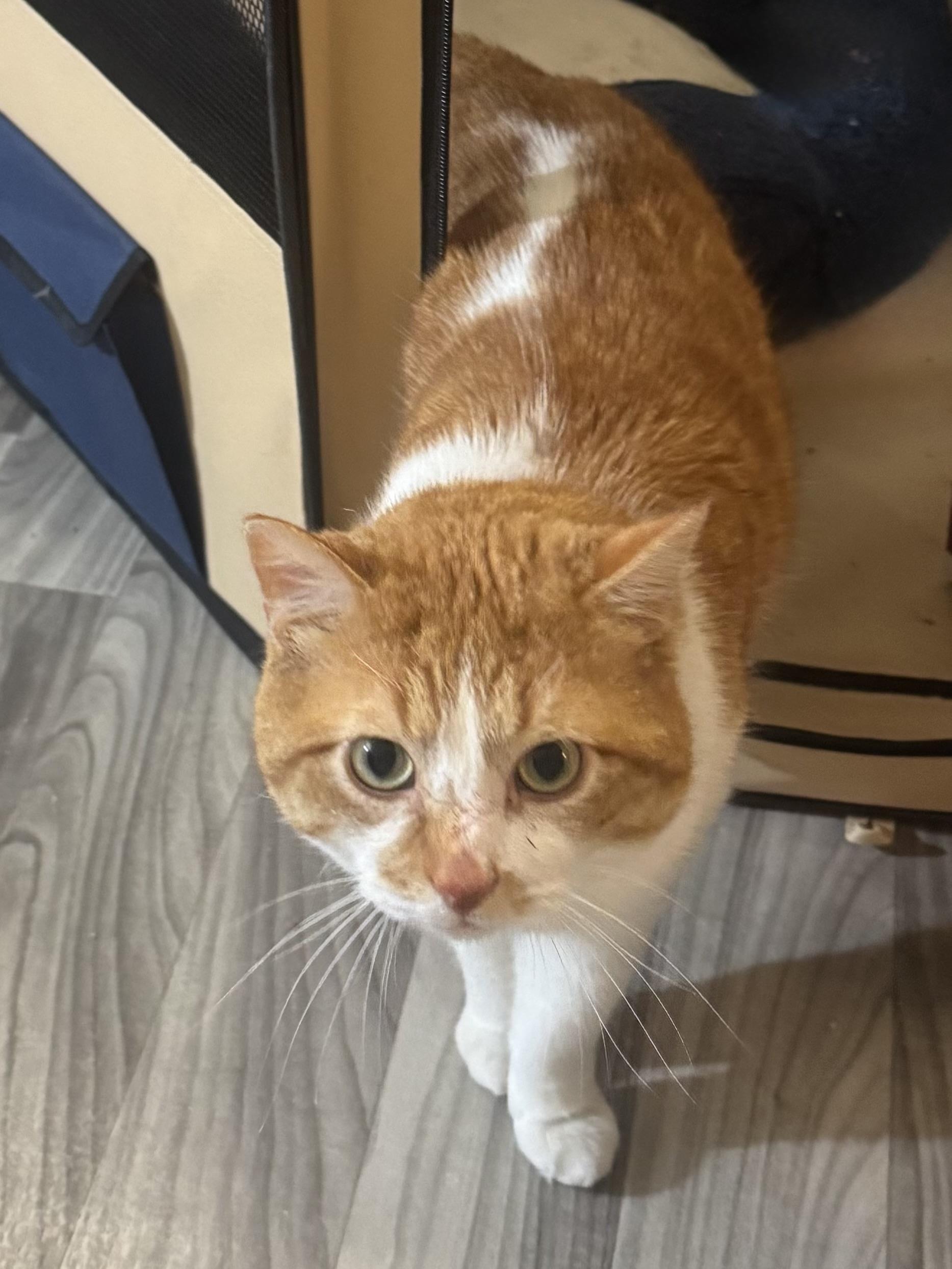 Enlarge FLUFFERNUTTER - ADOPTION PENDING, a ADOPTABLE Domestic Short Hair in Hamilton, NJ image 2/2