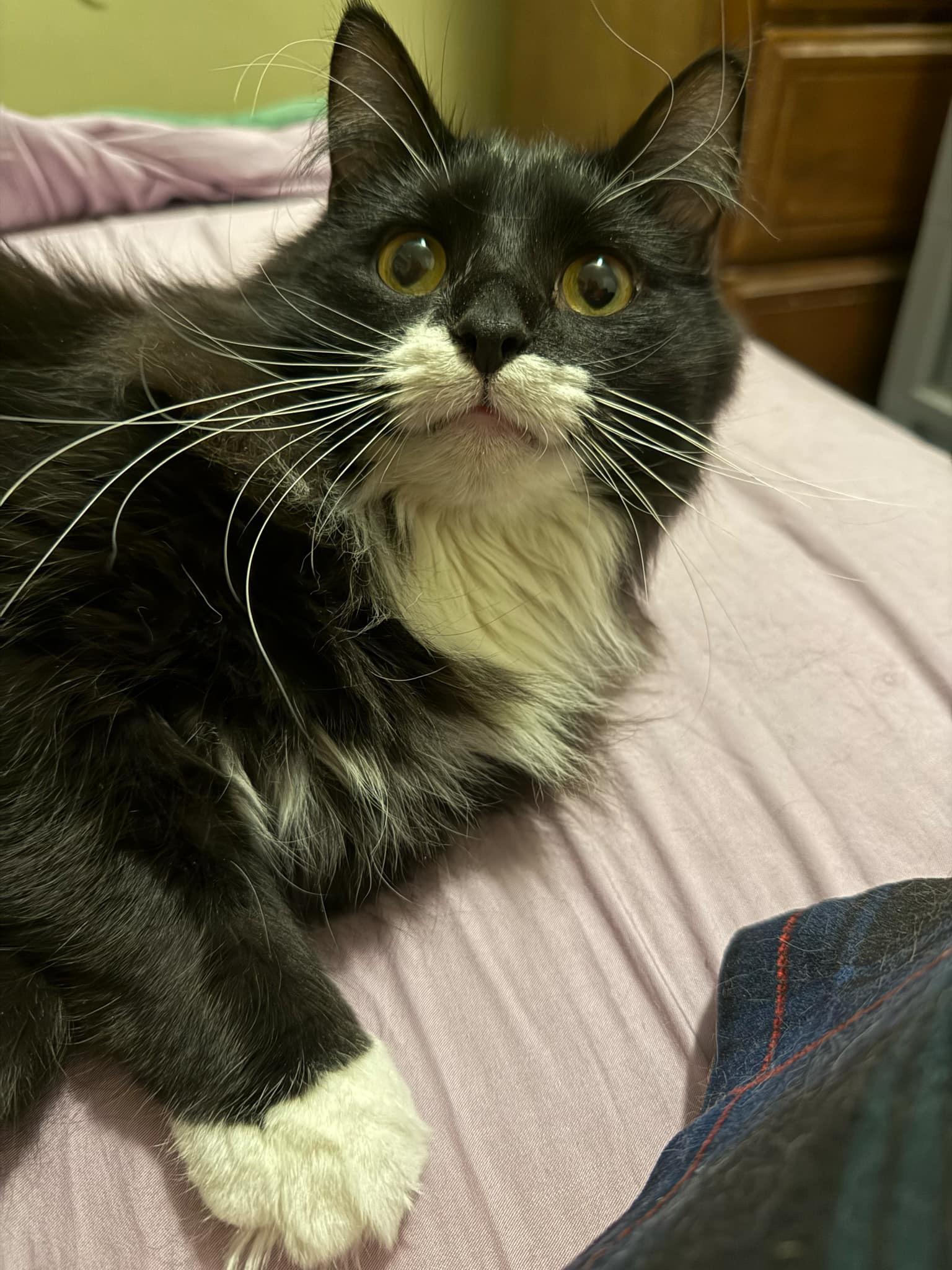 Kitty, Adopted, Young Male Domestic Long Hair.