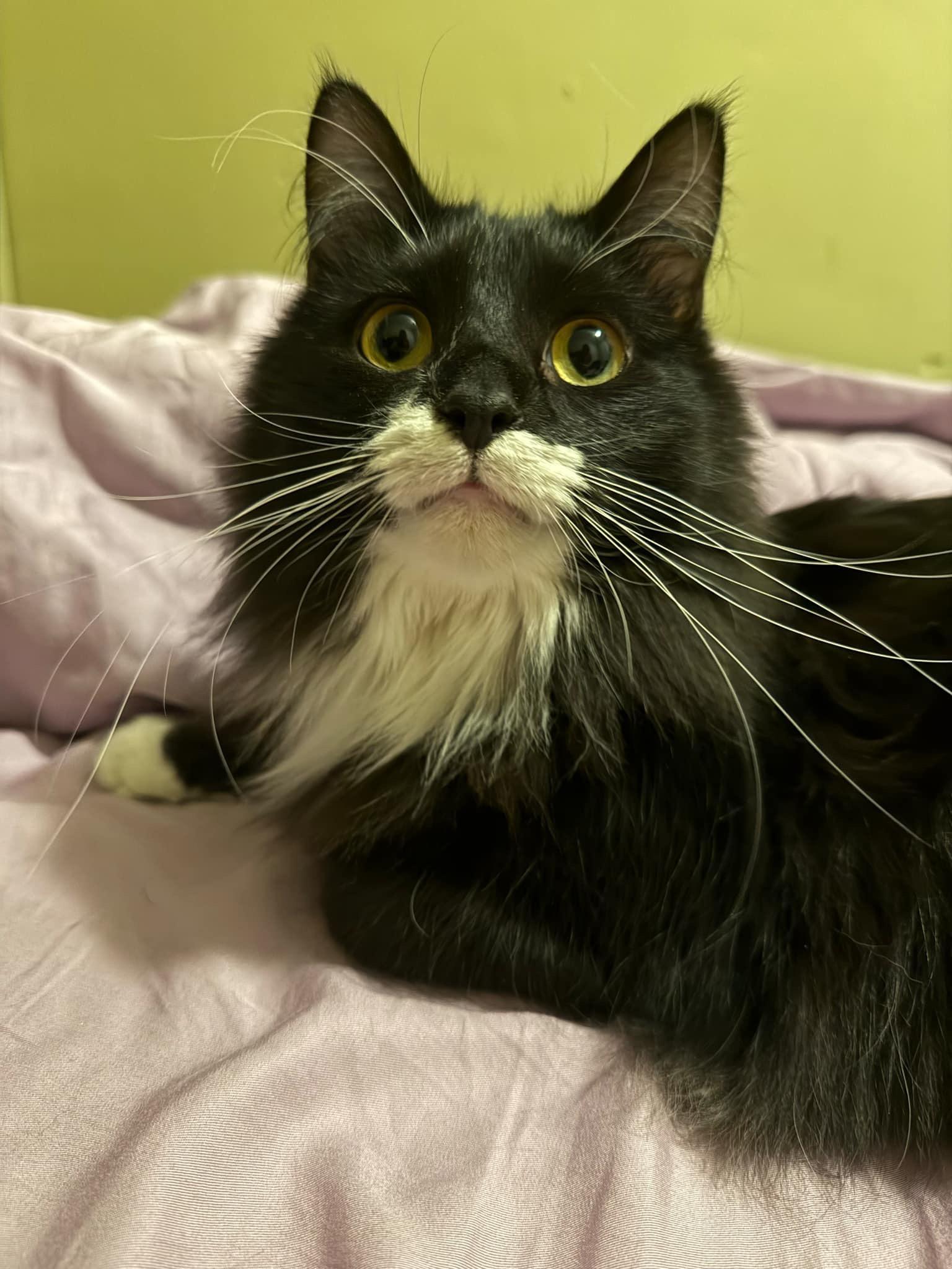 Kitty, a Adopted Domestic Long Hair in Waseca, MN image 2/2