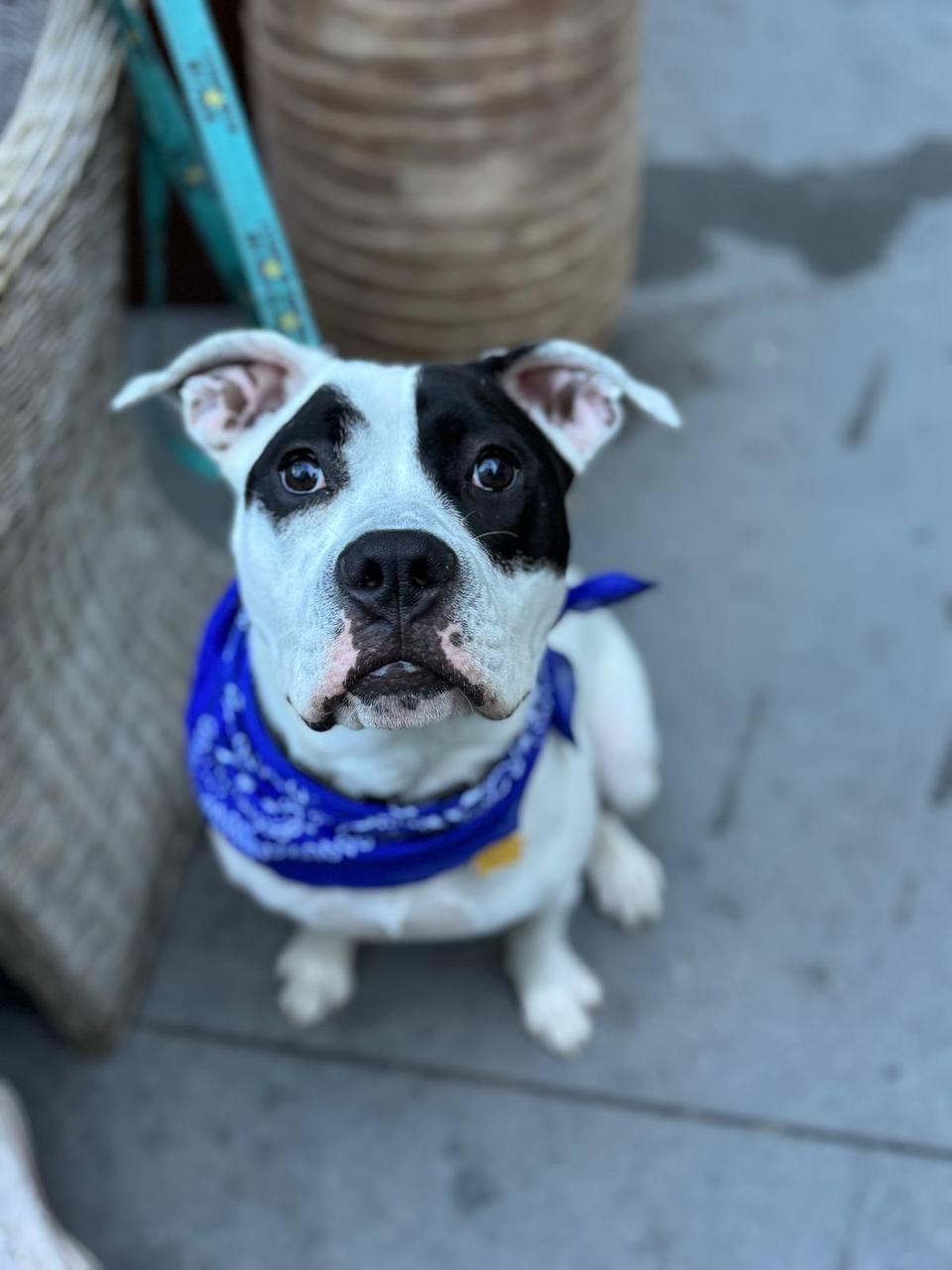 Enlarge Pie, a Adoptable Pit Bull Terrier in Los Angeles, CA image 2/5