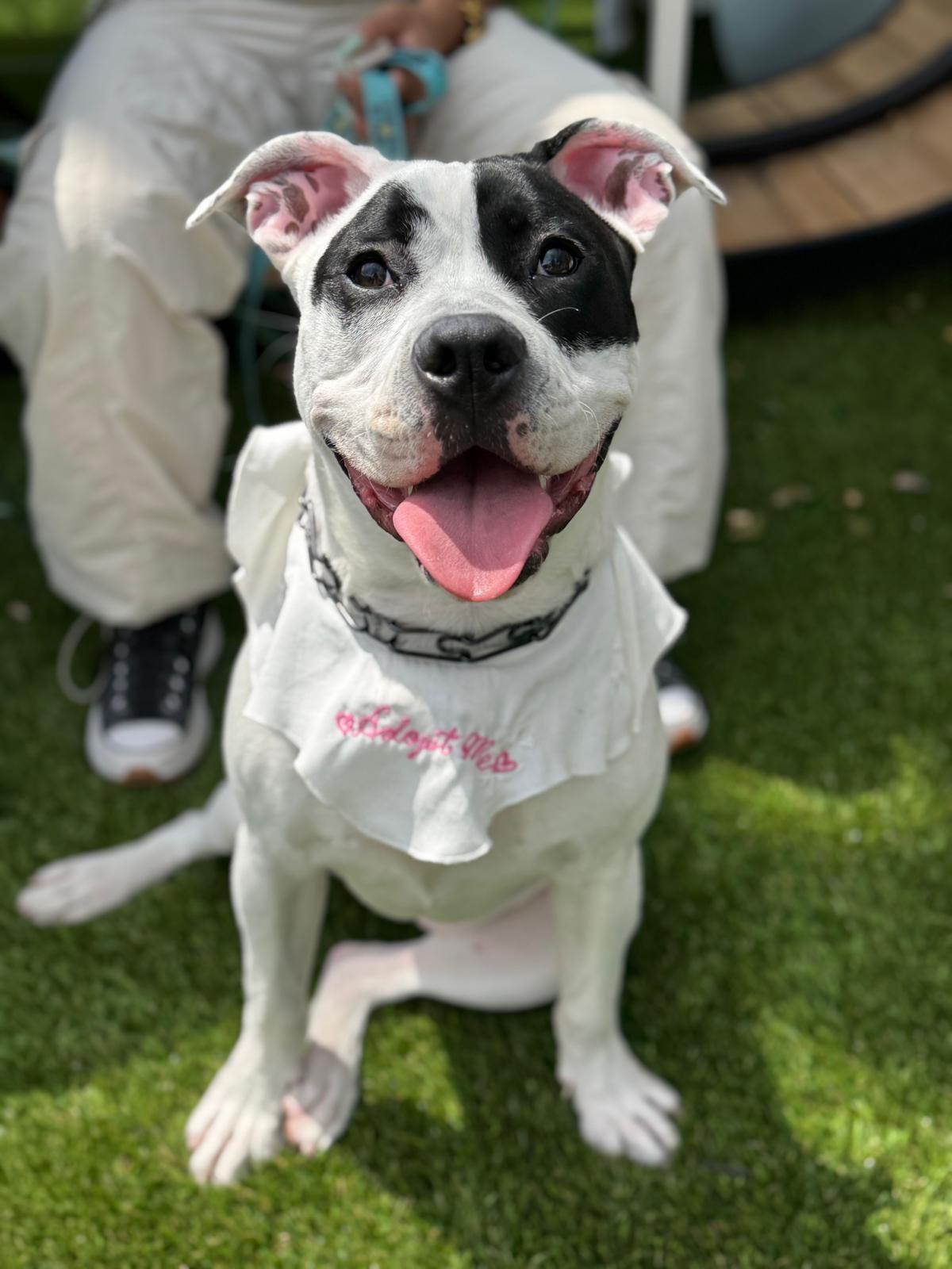 Enlarge Pie, a Adoptable Pit Bull Terrier in Los Angeles, CA image 3/5