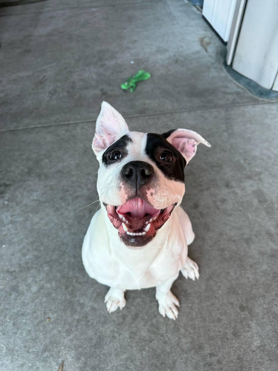 Enlarge Pie, a Adoptable Pit Bull Terrier in Los Angeles, CA image 4/5