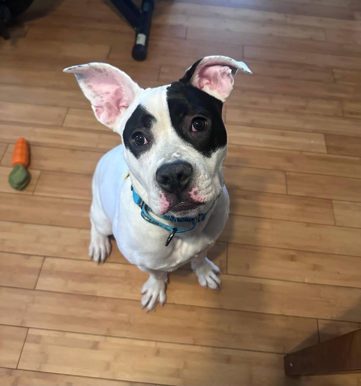 Enlarge Pie, a Adoptable Pit Bull Terrier in Los Angeles, CA image 5/5