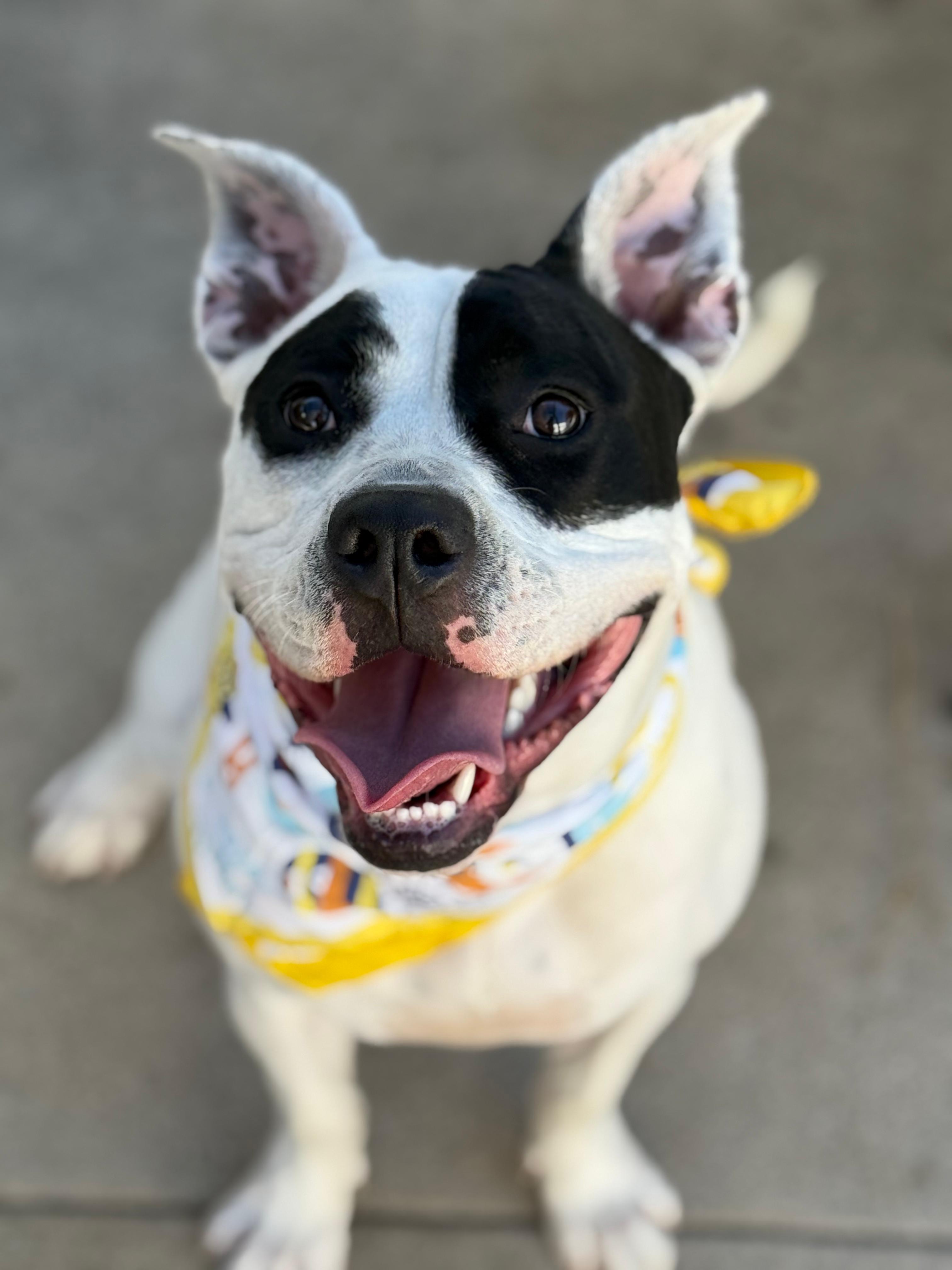 Enlarge Pie, a Adoptable Pit Bull Terrier in Los Angeles, CA image 1/5