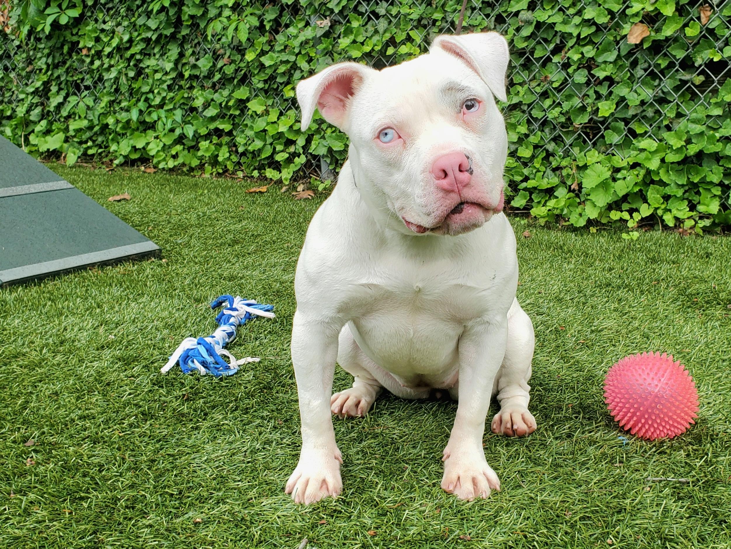Aza, Young Female Pit Bull Terrier