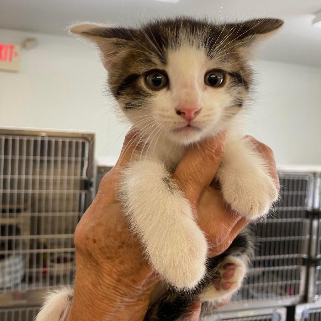 Rollo, Adopted, Adult Male Domestic Medium Hair.