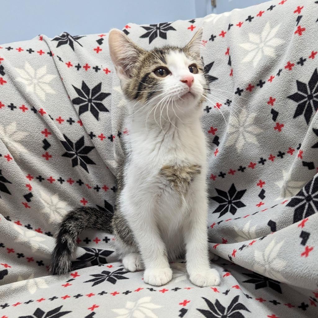 Enlarge Rollo, a Adopted mixed breed in Sunrise Beach, MO image 2/2