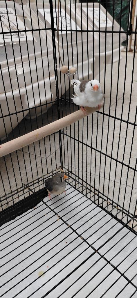 Mistletoe, Adoptable, Adult Male Finch.