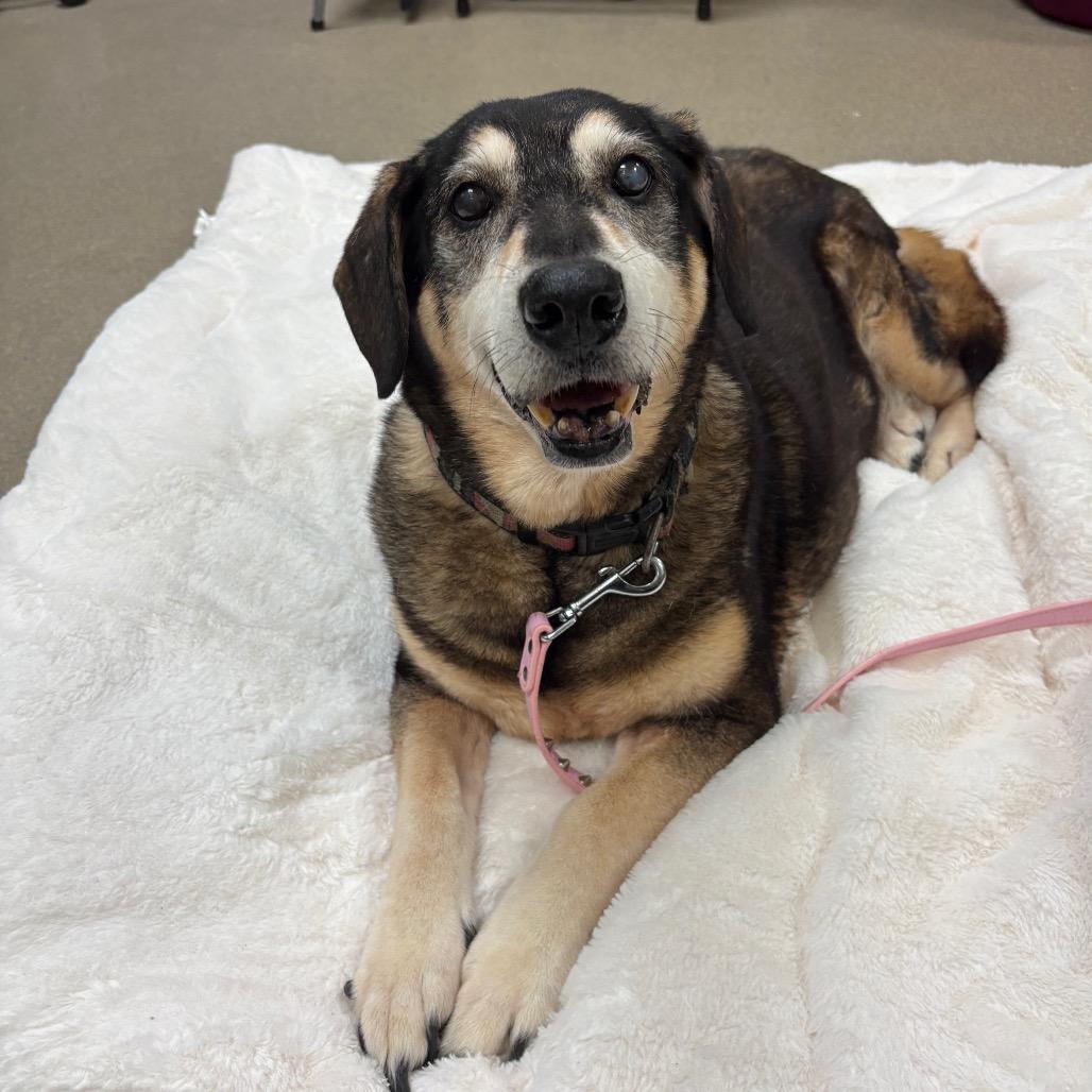 June, Adoptable, Senior Female Hound.