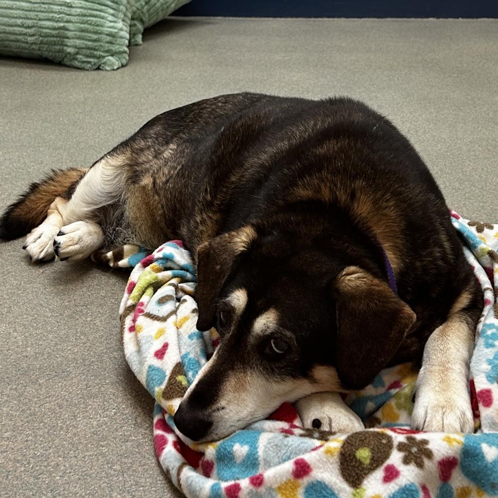 Enlarge June, a Adoptable mixed breed in Lynchburg, VA image 2/6