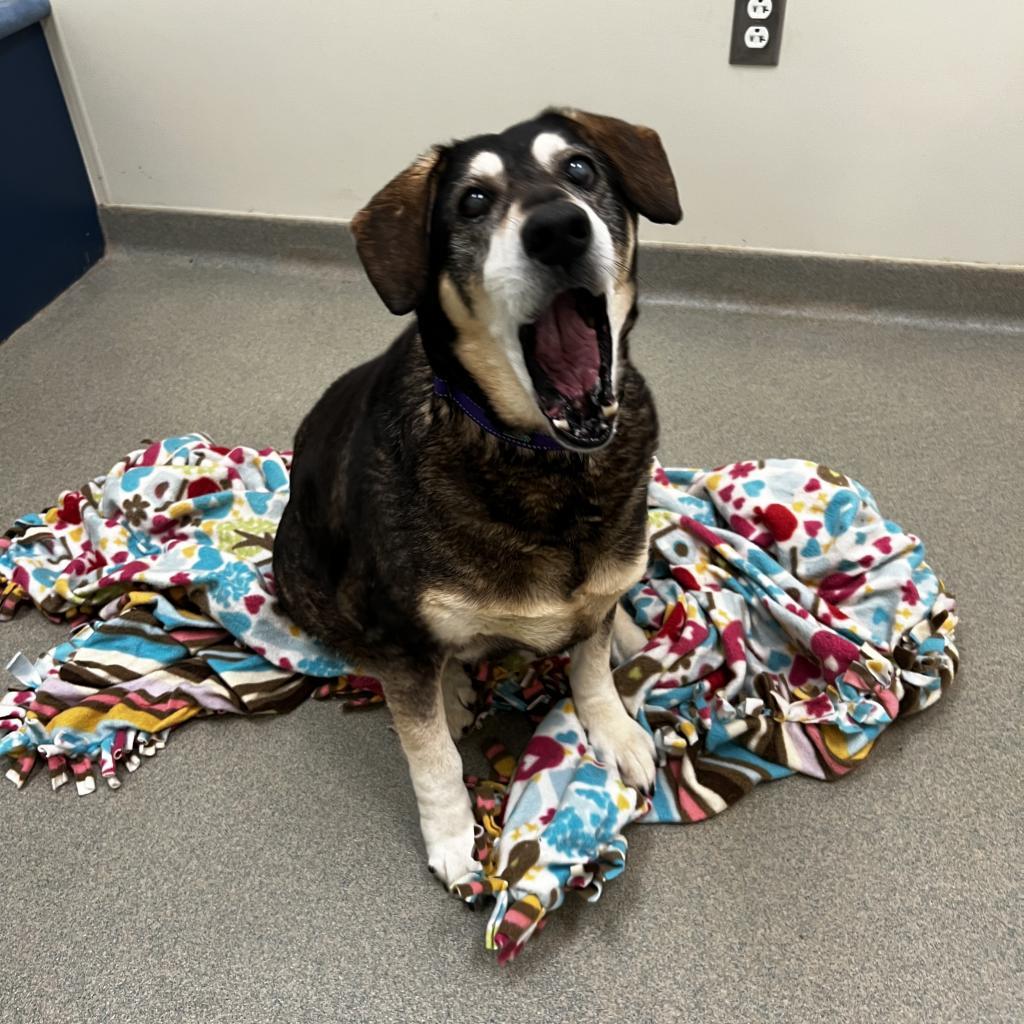 Enlarge June, a Adoptable mixed breed in Lynchburg, VA image 3/6