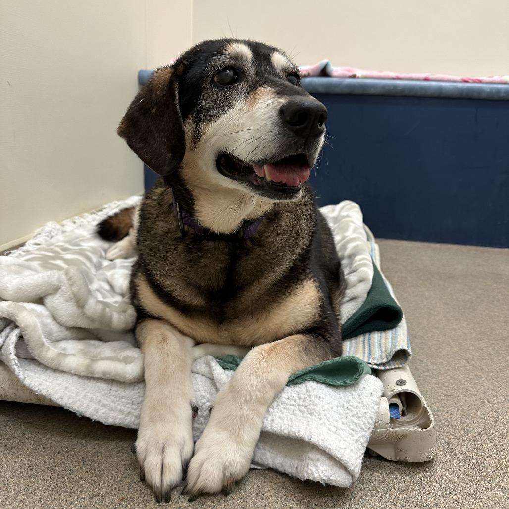 Enlarge June, a Adoptable mixed breed in Lynchburg, VA image 4/6