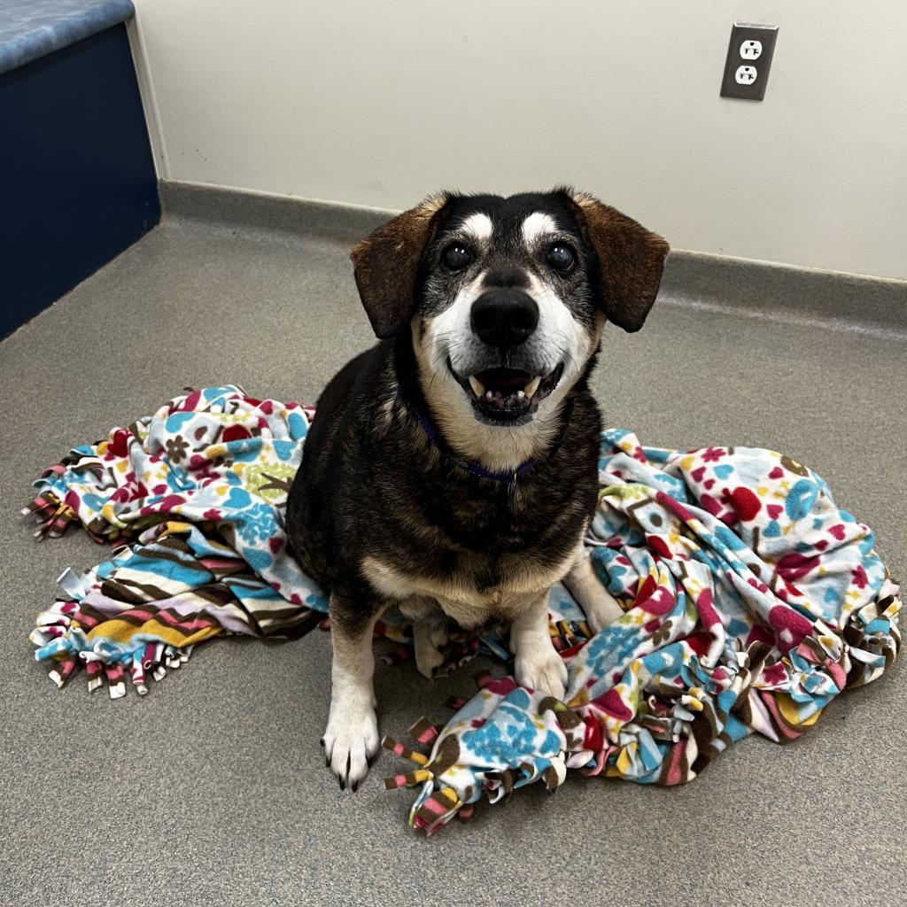 Enlarge June, a Adoptable mixed breed in Lynchburg, VA image 5/6