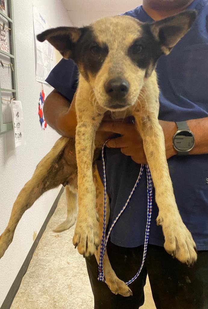 Betty, Adoptable, Young Female Australian Cattle Dog / Blue Heeler.
