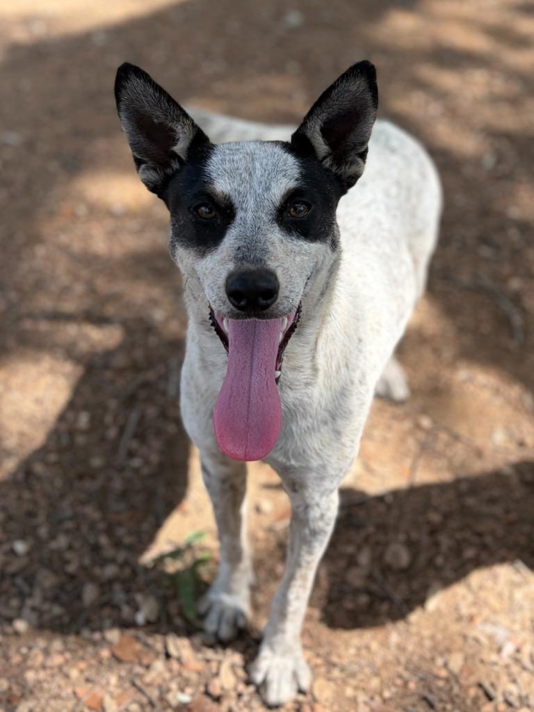 Enlarge Betty, a Adoptable Australian Cattle Dog / Blue Heeler in Lockhart, TX image 2/2