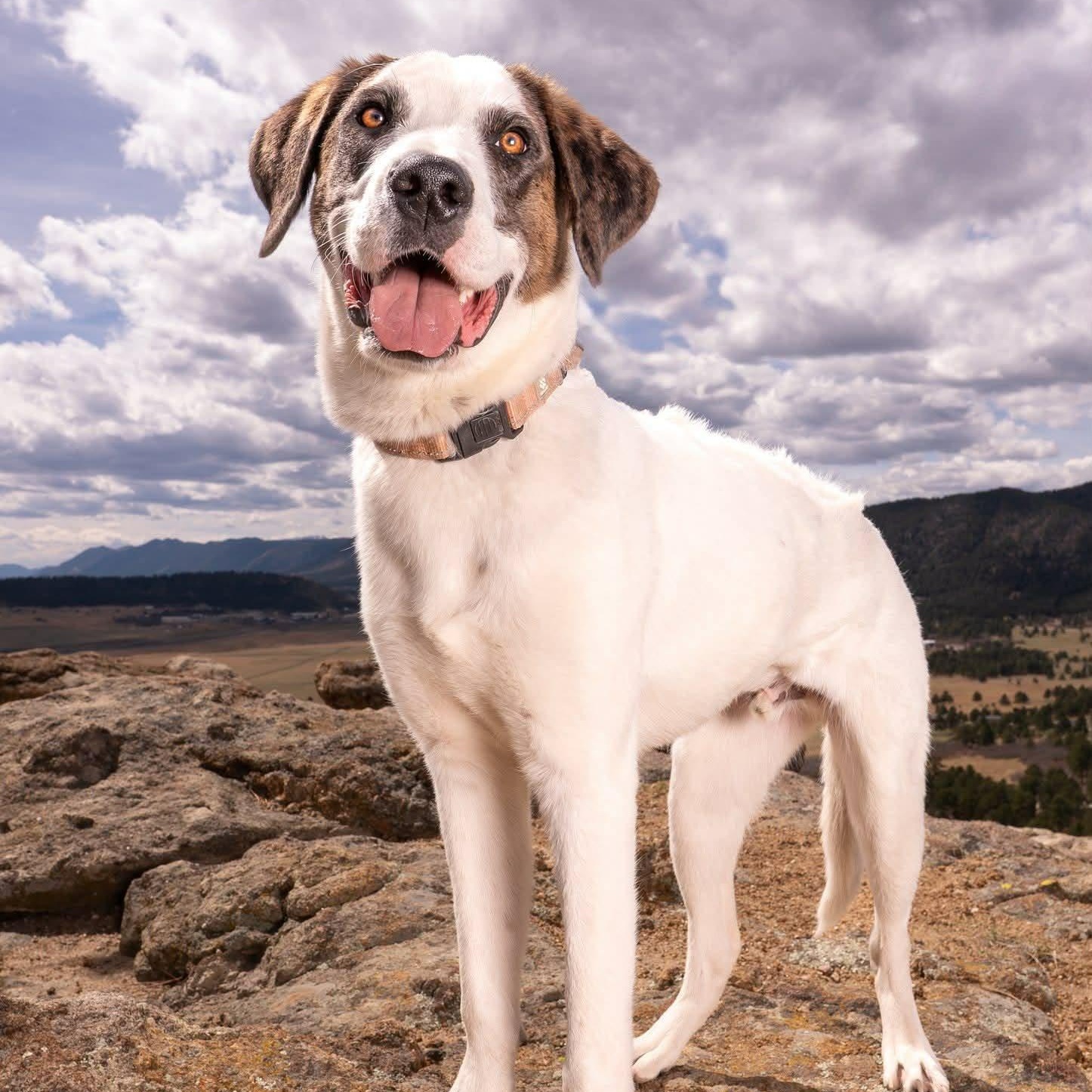 Enlarge CHECKERS, a Adoptable mixed breed in Loveland, CO image 1/6