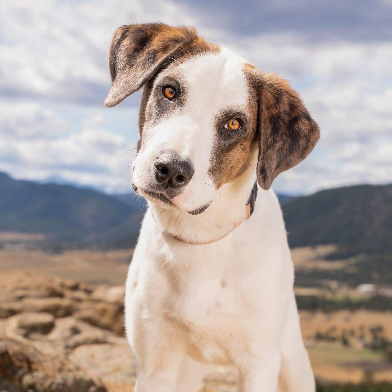 Enlarge CHECKERS, a Adoptable mixed breed in Loveland, CO image 3/6