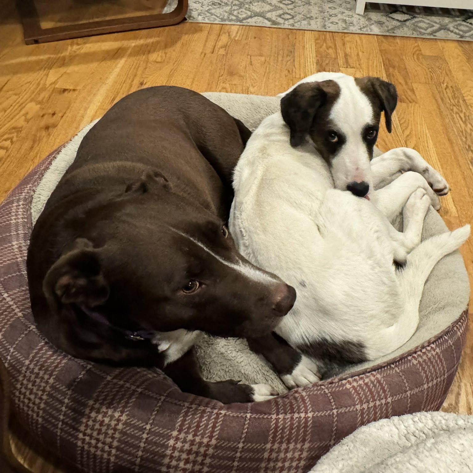 Enlarge CHECKERS, a Adoptable mixed breed in Loveland, CO image 6/6