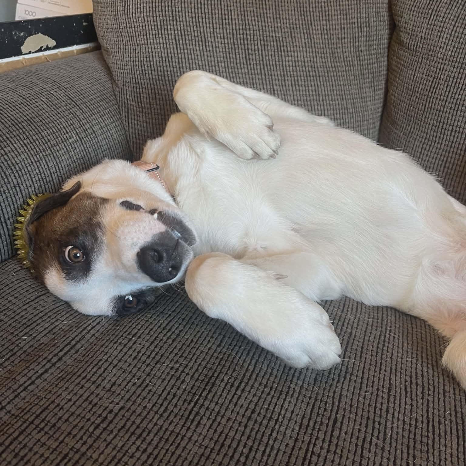 Enlarge CHECKERS, a Adoptable mixed breed in Loveland, CO image 4/6