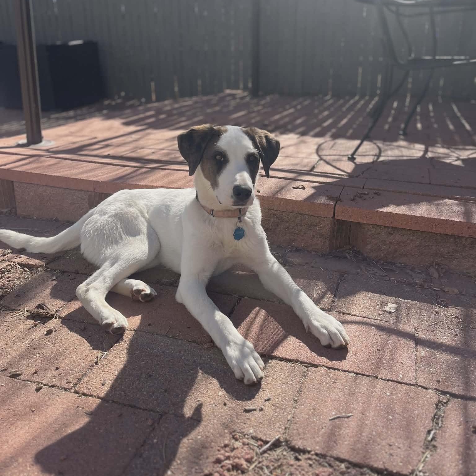 Enlarge CHECKERS, a Adoptable mixed breed in Loveland, CO image 5/6