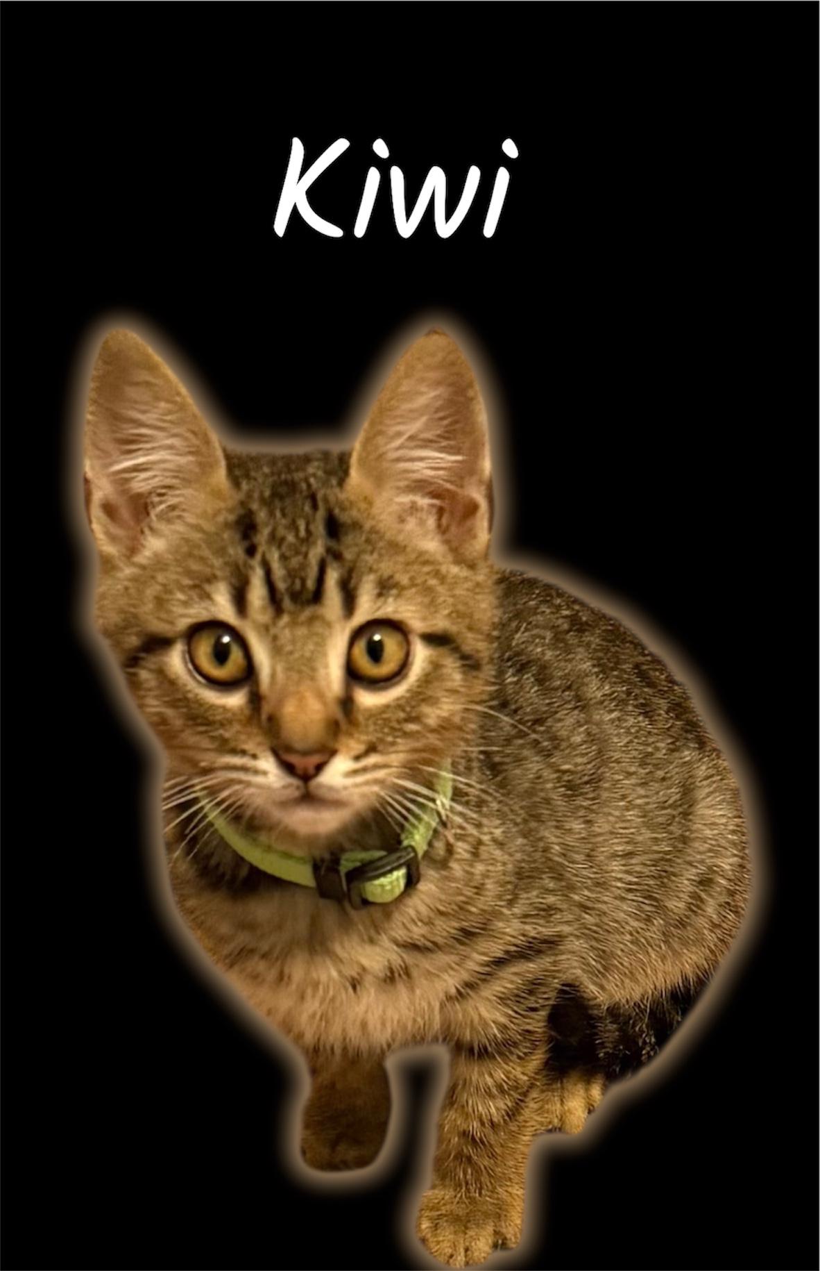 Kiwi, ADOPTABLE, Kitten Male Domestic Short Hair.