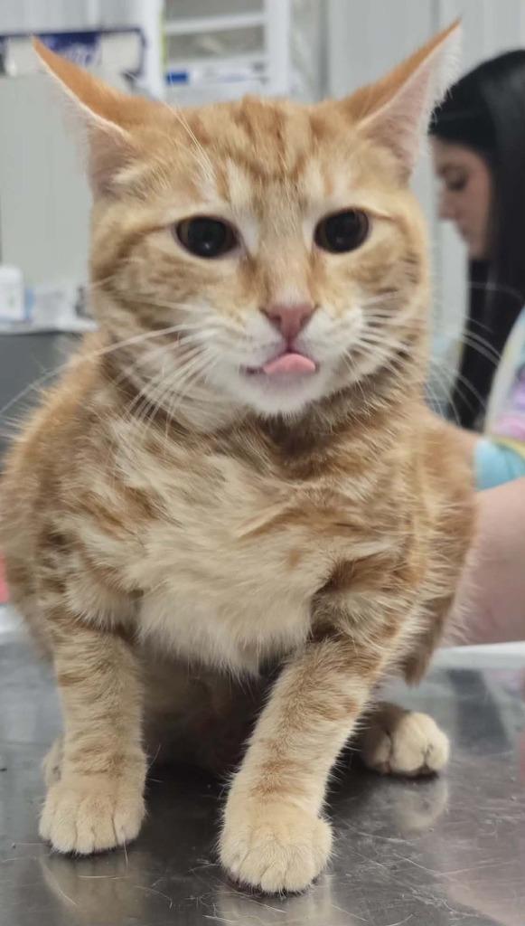 Enlarge Ren, a Adoptable mixed breed in Hillsdale, IN image 1/1