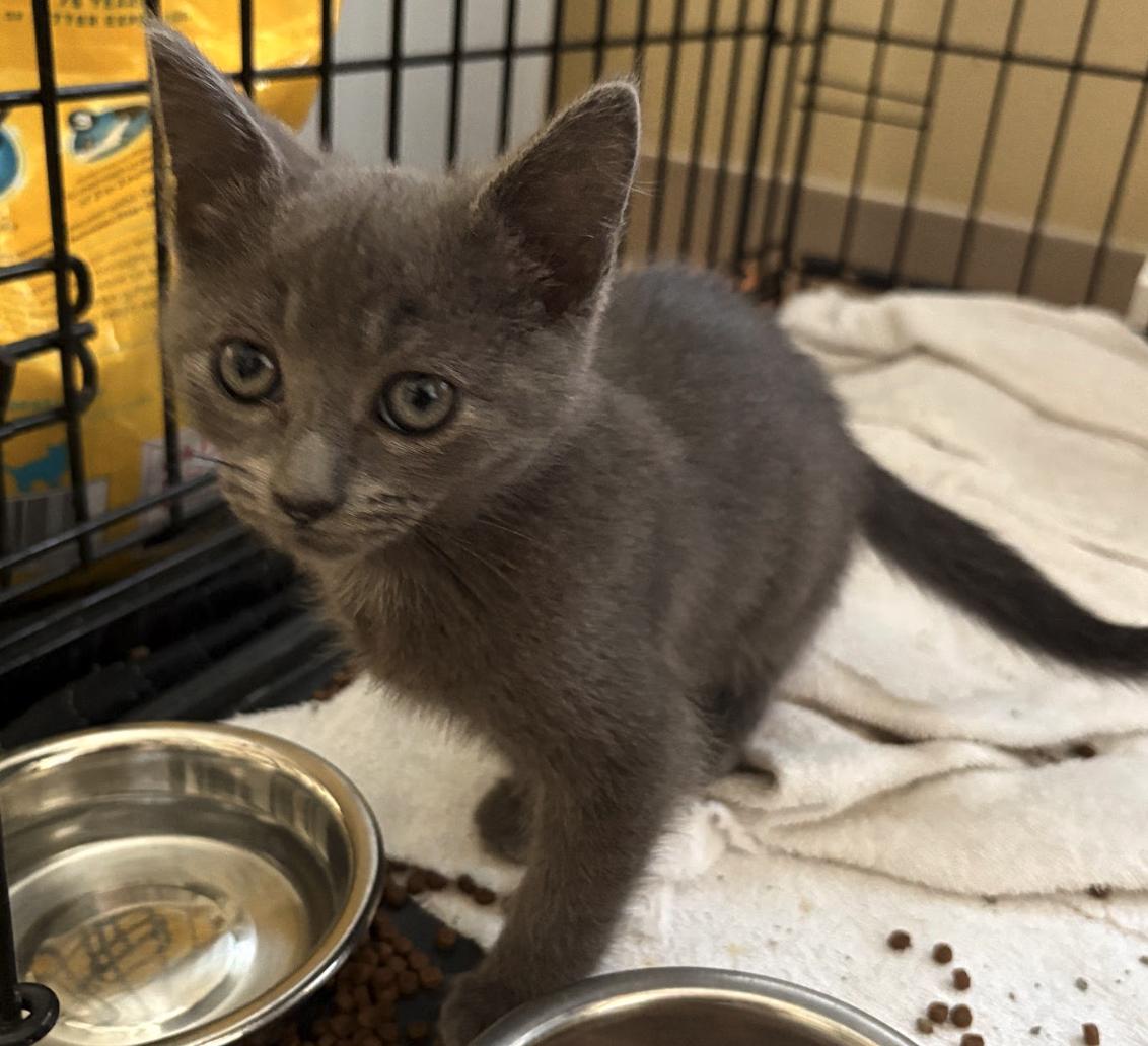 Sam, an adoptable Domestic Short Hair in Red Lodge, MT, 59068 | Photo Image 2