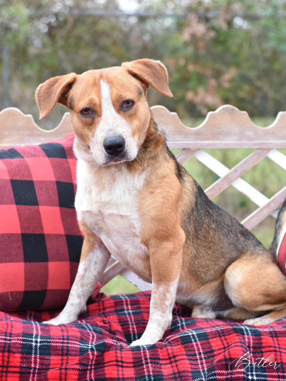 Enlarge Butler, a Adoptable mixed breed in Des Moines, IA image 4/5