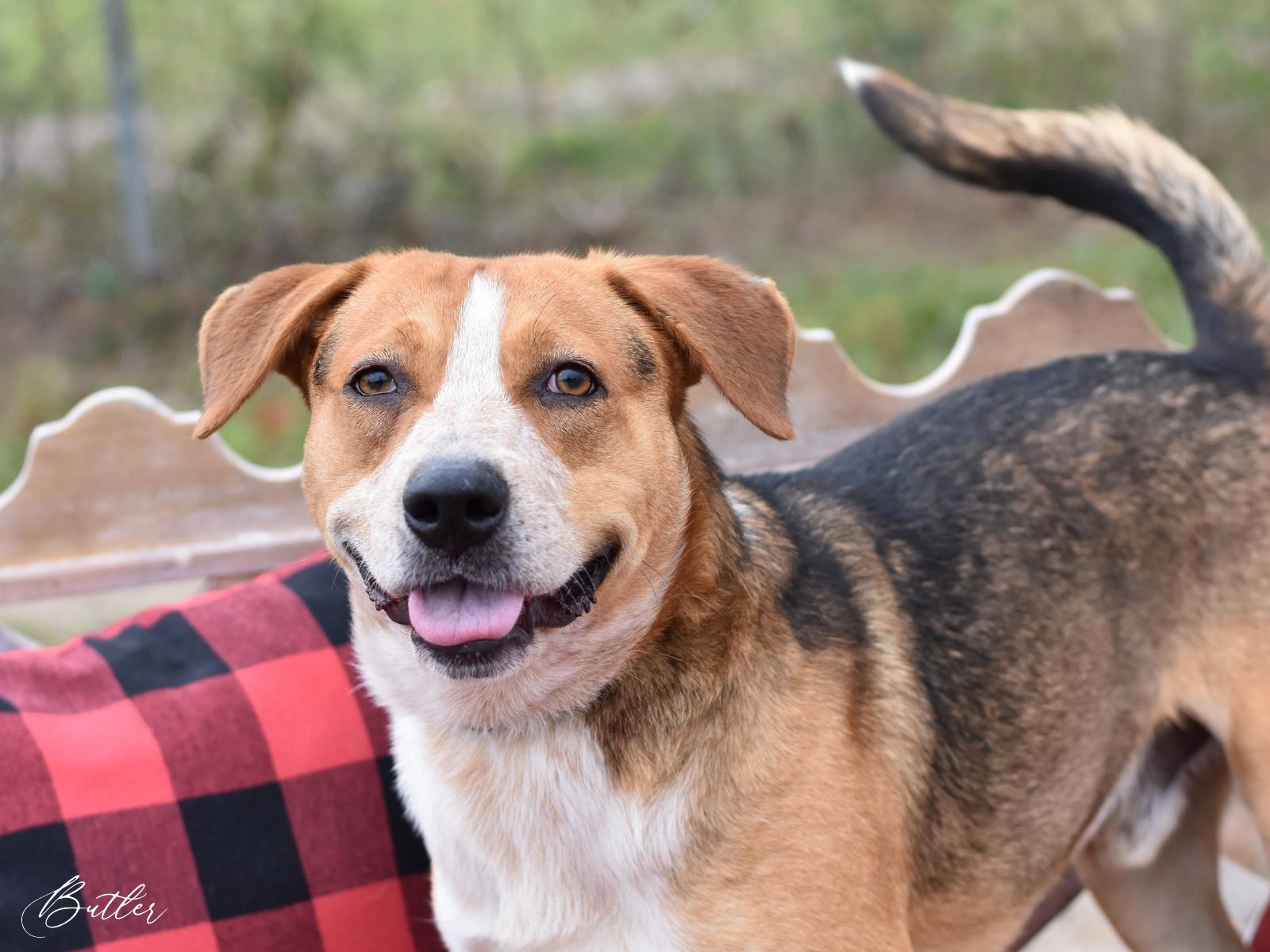Butler, Adoptable, Young Male Beagle.