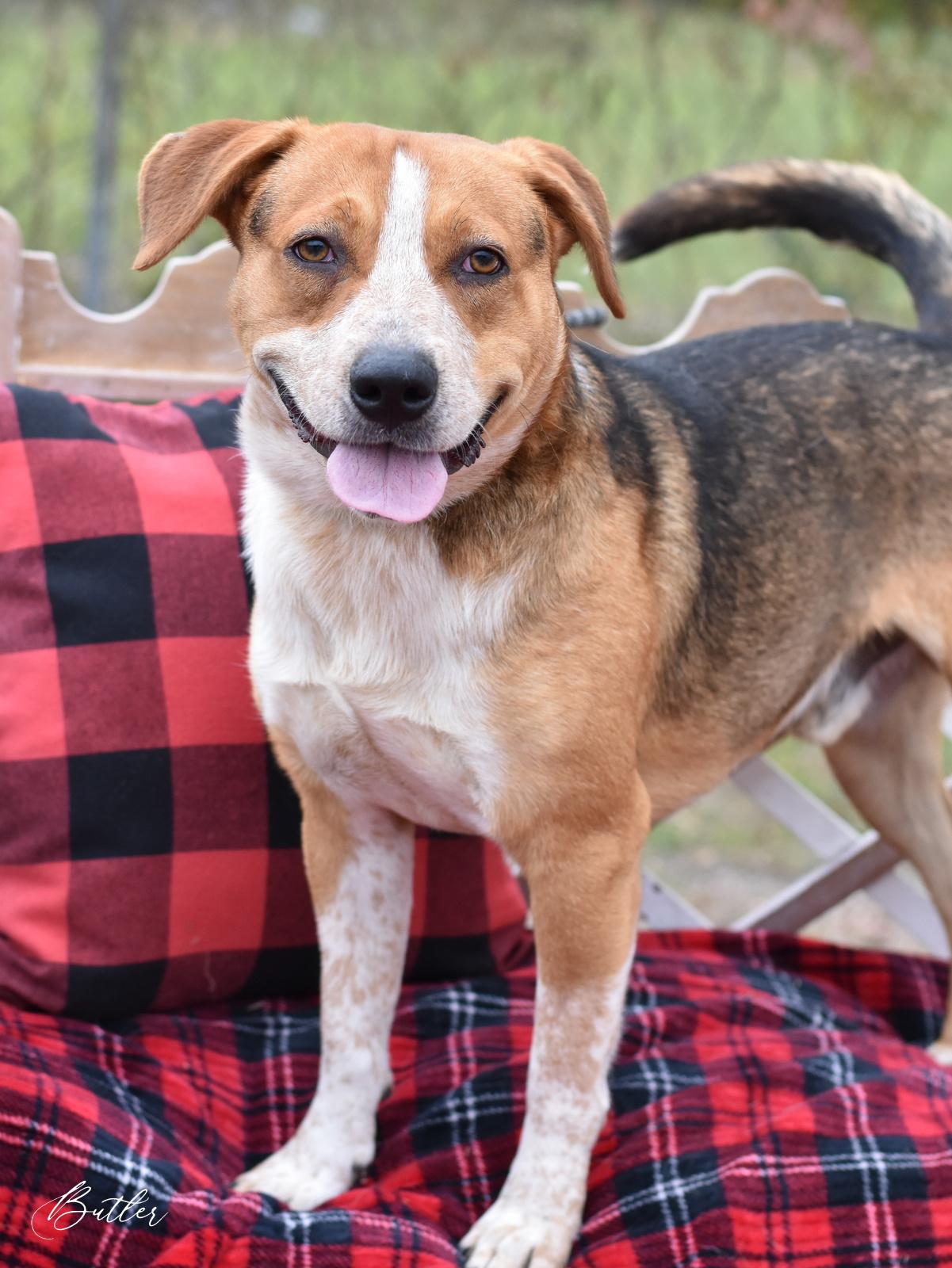 Enlarge Butler, a Adoptable mixed breed in Des Moines, IA image 2/5