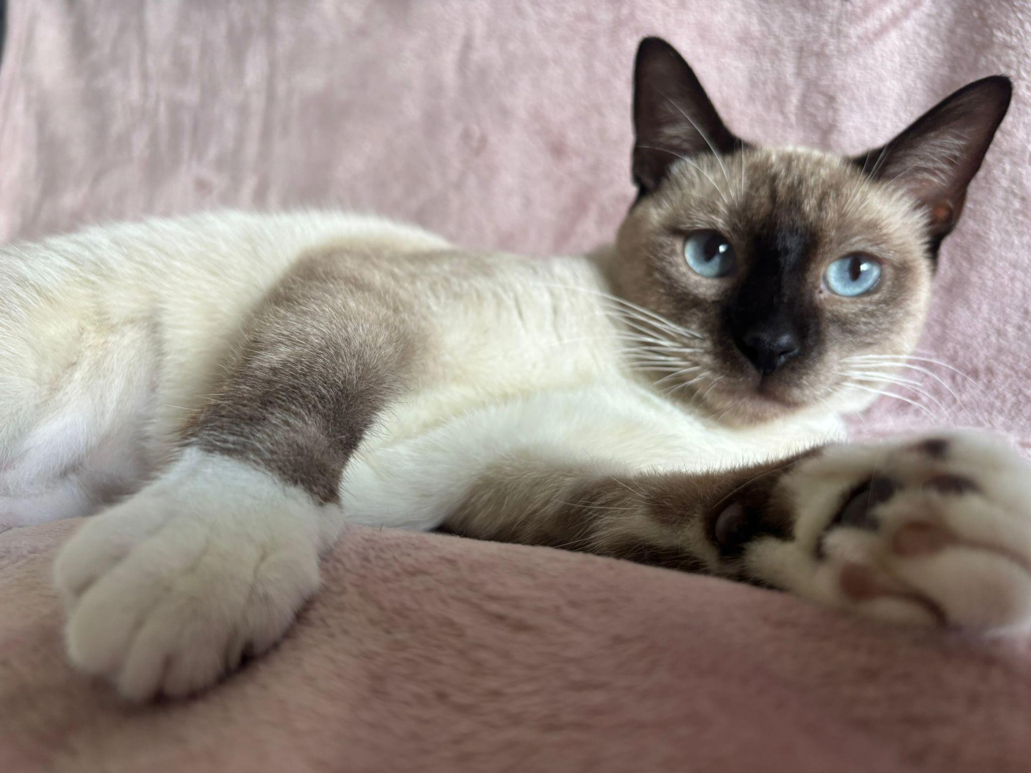 Sasha, an adopted mixed breed in Berlin, CT image 2/6
