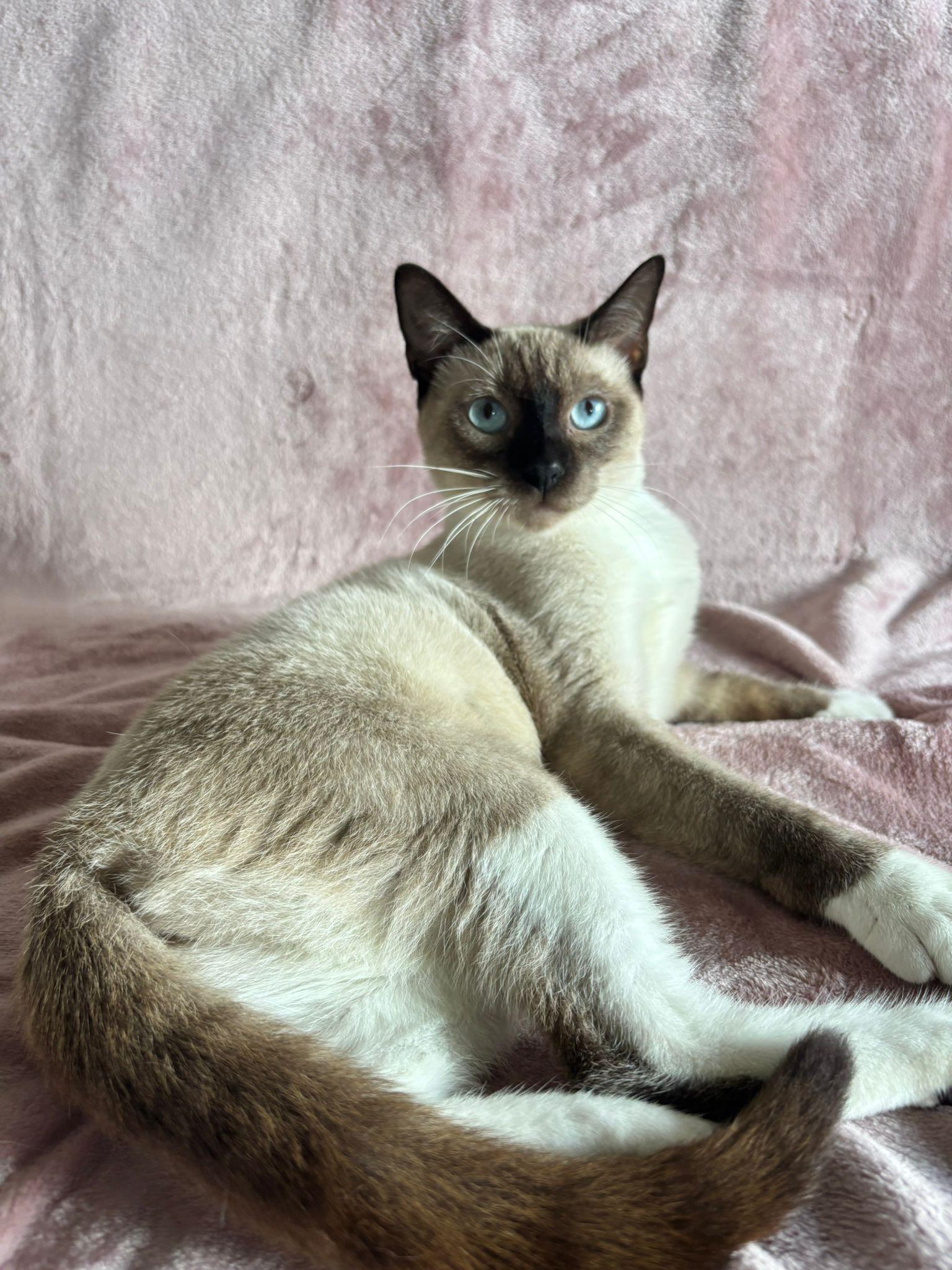 Sasha, adopted, Young Female Siamese & Snowshoe.