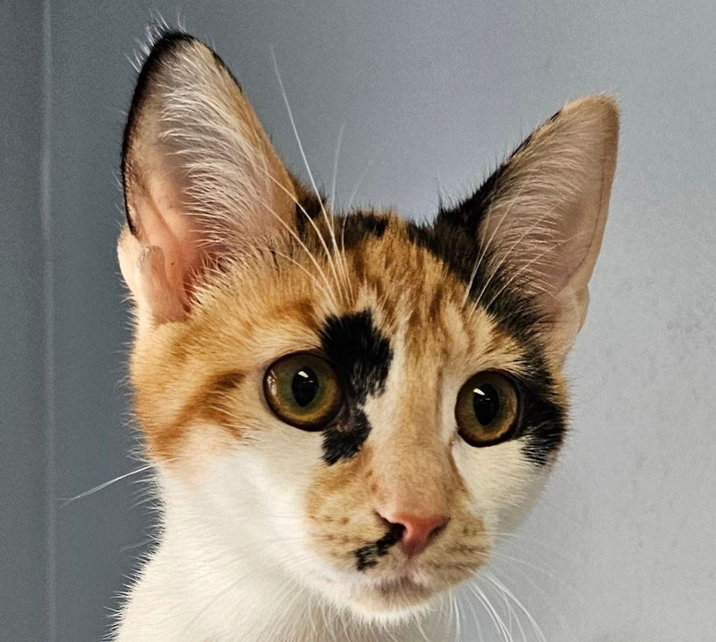 Marsha, Adoptable, Young Female Domestic Short Hair.