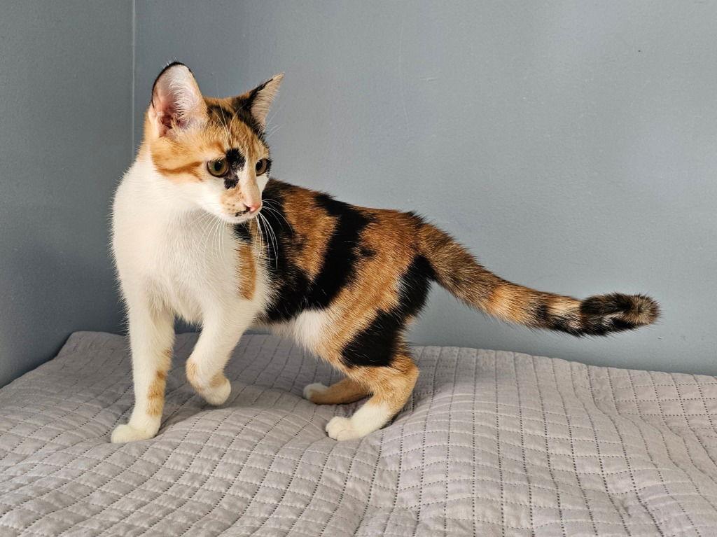 Marsha, a Adoptable Domestic Short Hair in Lovingston, VA image 2/3