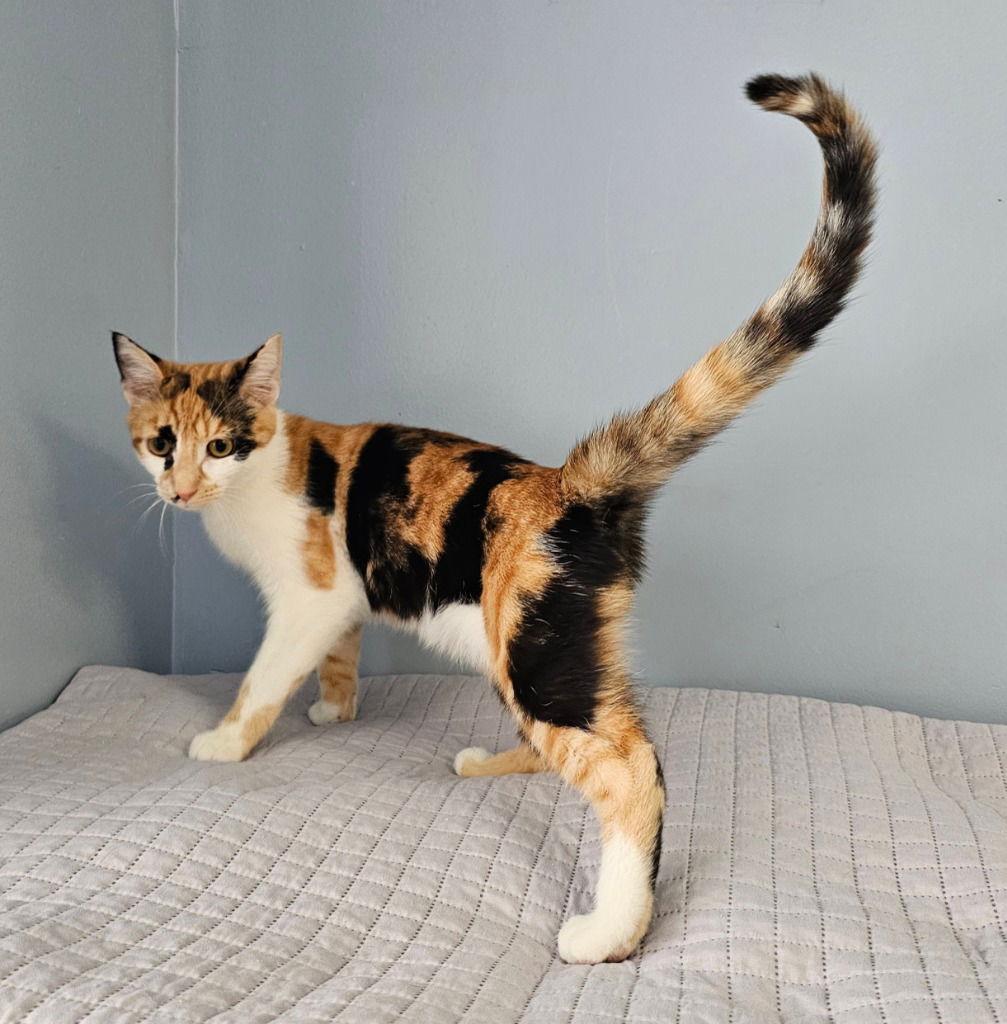 Marsha, a Adoptable Domestic Short Hair in Lovingston, VA image 3/3