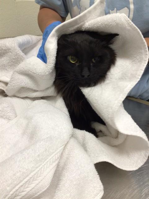 CUPCAKE, Adoptable, Adult Female Domestic Long Hair.