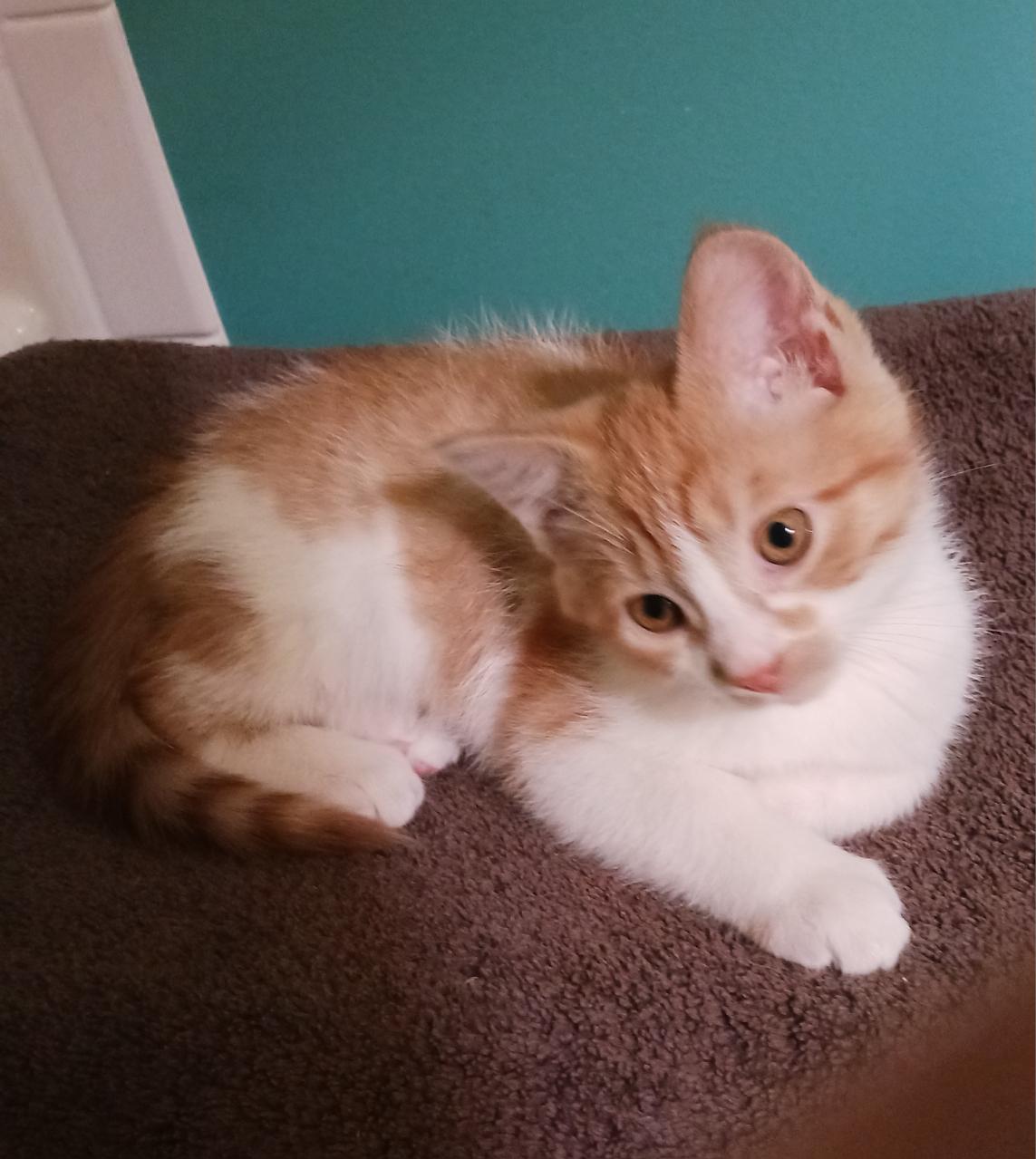 Enlarge Romeo, a ADOPTABLE Domestic Short Hair in Bardstown, KY image 2/3