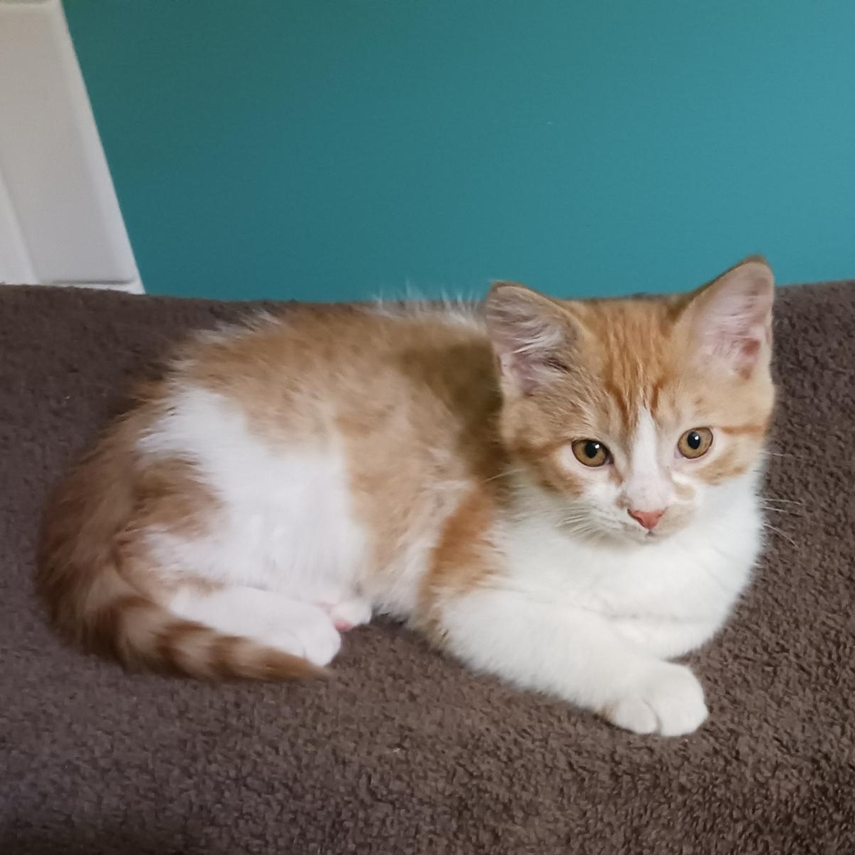 Romeo, ADOPTABLE, Kitten Male Domestic Short Hair.