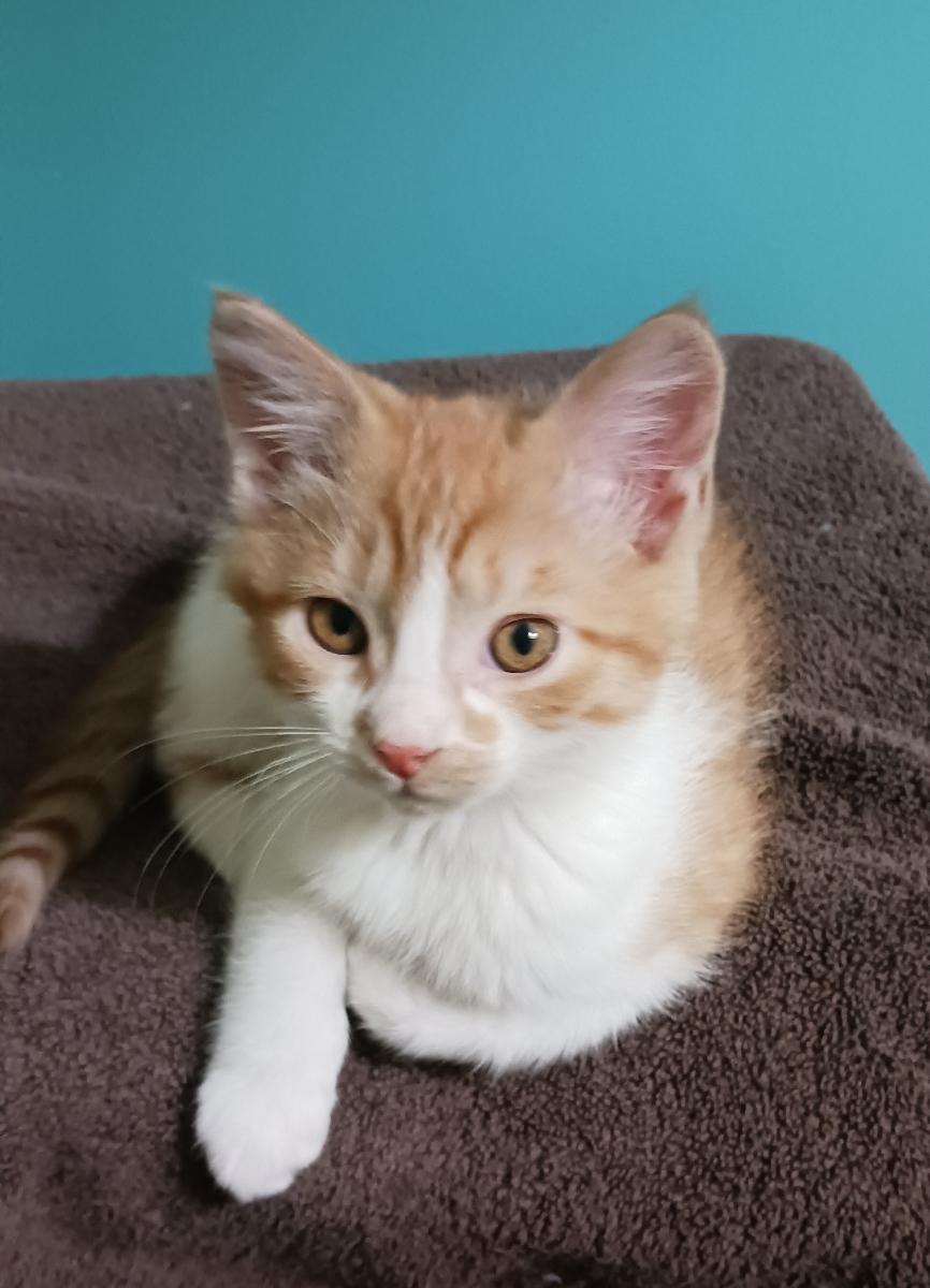 Enlarge Romeo, a ADOPTABLE Domestic Short Hair in Bardstown, KY image 3/3
